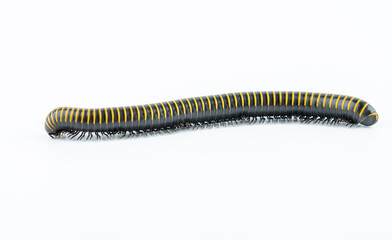 An insect millipede on a white background