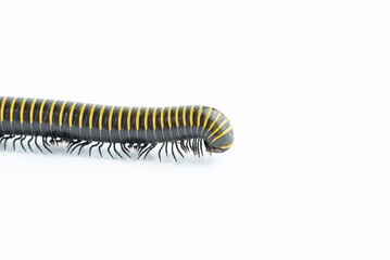 Close-up of insect millipede head