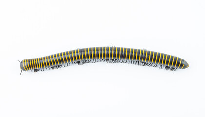 An insect millipede on a white background