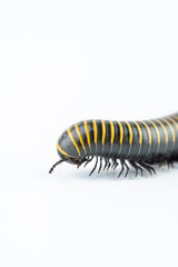 Close-up of insect millipede head