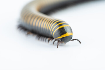 Close-up of insect millipede head