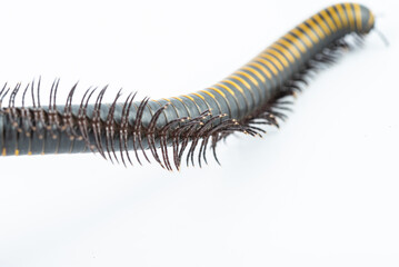 Close-up of millipede feet