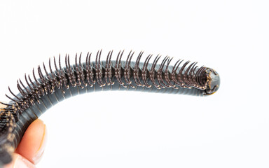Close-up of millipede feet
