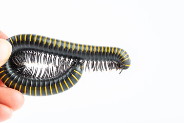 Close-up of millipede feet