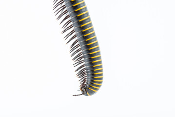 Close-up of millipede feet