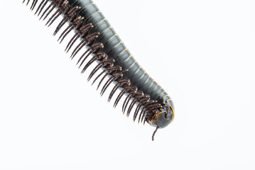 Close-up of millipede feet