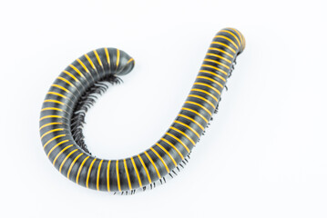 An insect millipede on a white background