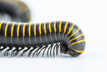 Close-up of millipede feet