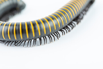 Close-up of millipede feet
