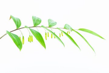 Fresh branches and leaves of Chinese herbal medicine Polygonatum chinensis on white background