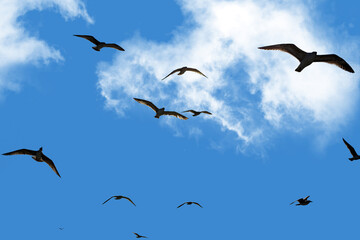 Flock of seagulls soars overhead in a blue sky.