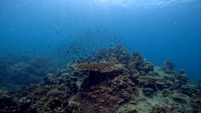 Under Water Film 4k - Thailand - gliding towards and over flat corals and small black tropical fish i large amounts