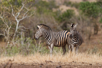 Fototapeta na wymiar Zebra searching for food in Kruger National Park in South Africa