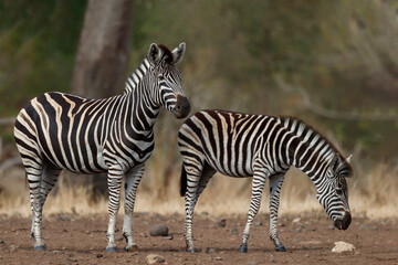 Fototapeta na wymiar Zebra searching for food in Kruger National Park in South Africa