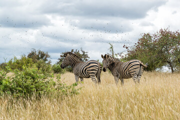 Obraz premium Zebra searching for food in Kruger National Park in South Africa
