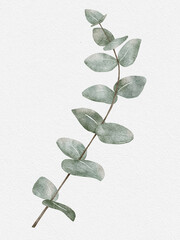 Watercolor Green Eucalyptus round leaves on branches. Illustration digital hand painting silver dollar isolated on white waterclour paper background, Elements design for textile and greeting card