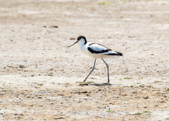  Pied Avocet (Recurvirostra avosetta) Walking