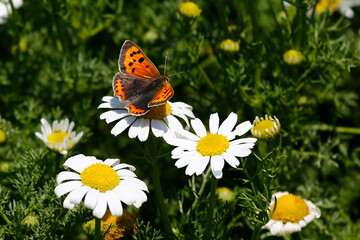 A close-up of a Small Copper butterfly nectaring on mayweed on Skomer Island, Wales.