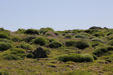 Fototapeta premium The tussocks of vegetation and clear blue sky over Skomer Island, Wales.