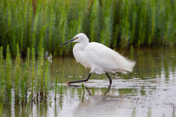 Little Egret (Egretta garzetta)