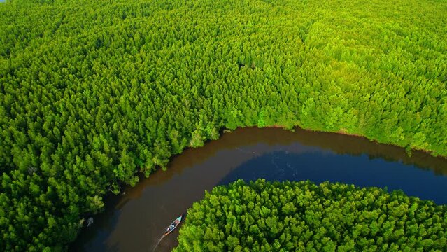 4K Aerial view of mangrove forest at khao jom pa, trang, Thailand. 4k Footage
