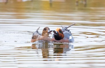 Male and Female Eurasian wigeon (Mareca penelope) Showing Courtship Behaviour as if Singing a Duet