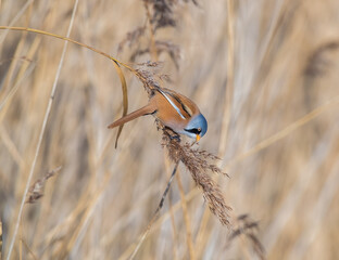 A Male Bearded Reedling Tit (Panurus biarmicus) Feeding on a Reed Head Arching over a Stream in Orange Evening Light.