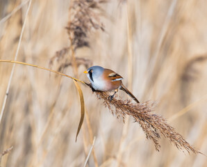 A Male Bearded Reedling Tit (Panurus biarmicus) Feeding on a Reed Head Arching over a Stream in Orange Evening Light.