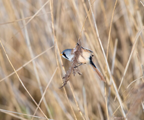 A Male Bearded Reedling Tit (Panurus biarmicus) Feeding on a Reed Head Hanging over a Stream in Orange Evening Light.