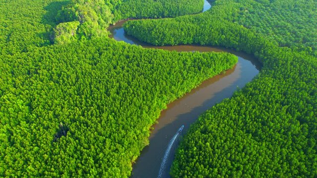 Aerial view green mangrove forest nature tropical rainforest. Mangrove landscape and beautiful river curve. khao jom pa, trang, Thailand. 4K Drone.
