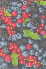 Blackberry, raspberry, blueberry,  red currant and mint background.