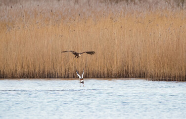 Western Marsh Harrier (Circus aeruginosus) Attacking a Shelduck
