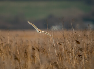 A Barn Owl (Tyto alba) Quarters Low over a Reed Bed in the Evening