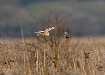 A Barn Owl (Tyto alba) Quarters Low over a Reed Bed in the Evening
