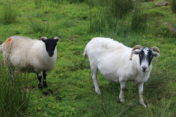 Obraz premium MOUTONS