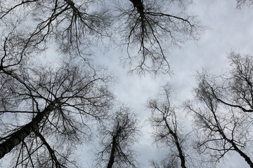 Black tops of winter trees shot from the ground. Stormy sky