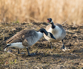 Canada Geese (Branta canadensis) Mating Behaviour