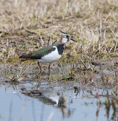 Northern Lapwing (Vanellus vanellus) Searching for Food on a Shoreline