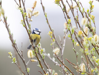 Eurasian Blue Tit (Cyanistes caeruleus) in a Willow in Spring