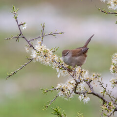 Cetti's warbler Cettia cetti)