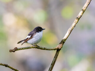 A Male Pied Flycatcher (Ficedula hypoleuca) Perched in a Tree in a Welsh Woodland in Summer.