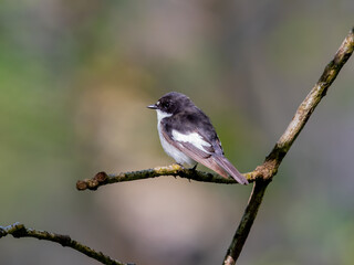 A Male Pied Flycatcher (Ficedula hypoleuca) Perched in a Tree in a Welsh Woodland in Summer.