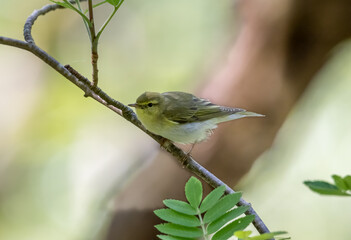 Wood Warbler (Phylloscopus sibilatrix)