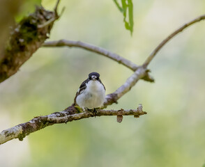 A Male Pied Flycatcher (Ficedula hypoleuca) Perched in a Tree in a Welsh Woodland in Summer.
