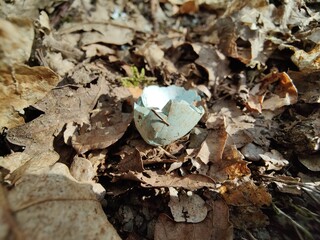 The former home of a small bird - New life hatched from a broken bird egg on soft autumn leaves