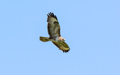 Common Buzzard (Buteo buteo) Soaring