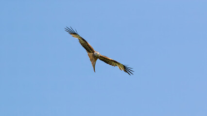 Red Kite (Milvus milvus) In Flight