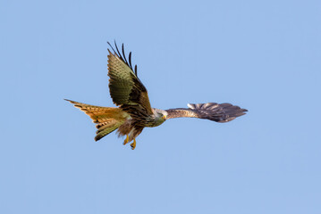 Red Kite (Milvus milvus) In Flight