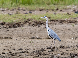 Grey Heron (Ardea cinerea) Striding Around on Mud at the Edge of a Lake