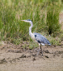 Grey Heron (Ardea cinerea) Striding Around on Mud at the Edge of a Lake